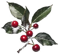 بن