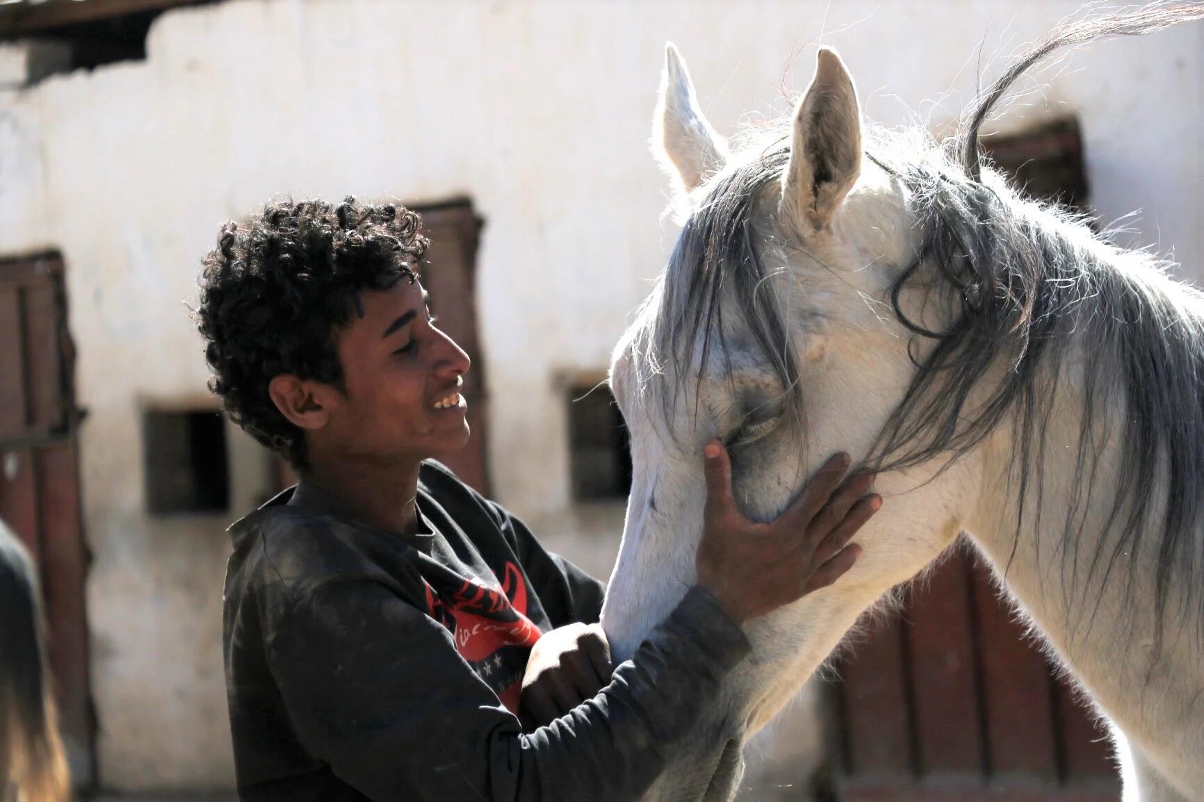 الخيل اليمني: سلالة أصيلة من تاريخ العرب