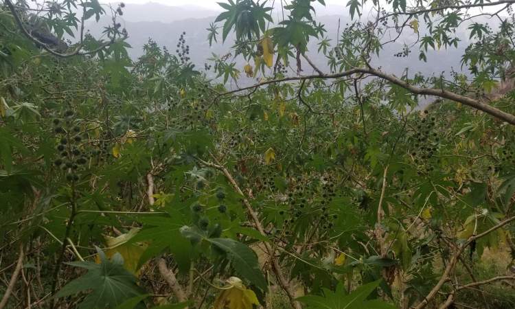 شجرة "الخروع" اليمنية: الزيت الطبيعي والثروة الصناعية المنسية في الوديان