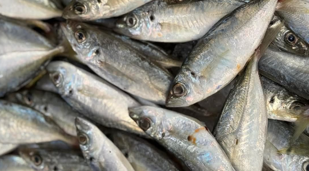 سمك "الباغة" (السردين اليمني): الغذاء الشعبي وسر السيادة الغذائية للفقراء والأغنياء
