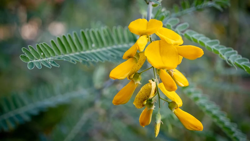شجرة "السيسبان": حارسة السواحل اليمانية وكنز الطاقة الريفية