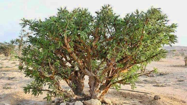 شجرة "المر": عطر الجبال اليمانية وكنز الصيدلة القديمة العالمي