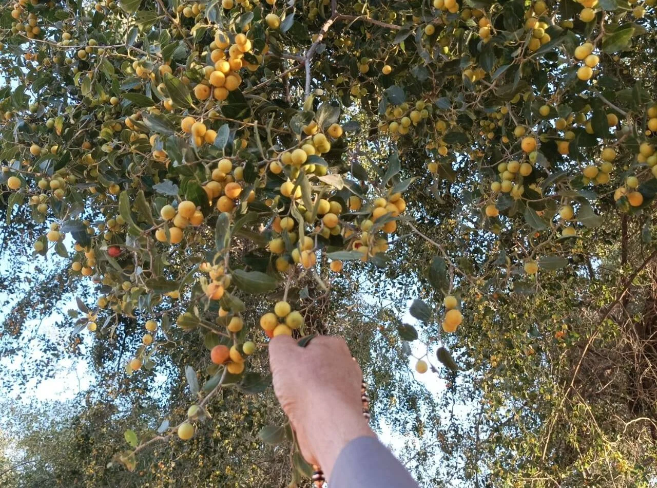 شجرة العلب (السدر): شجرة الحياة وبركة الأرض اليمانية المستدامة