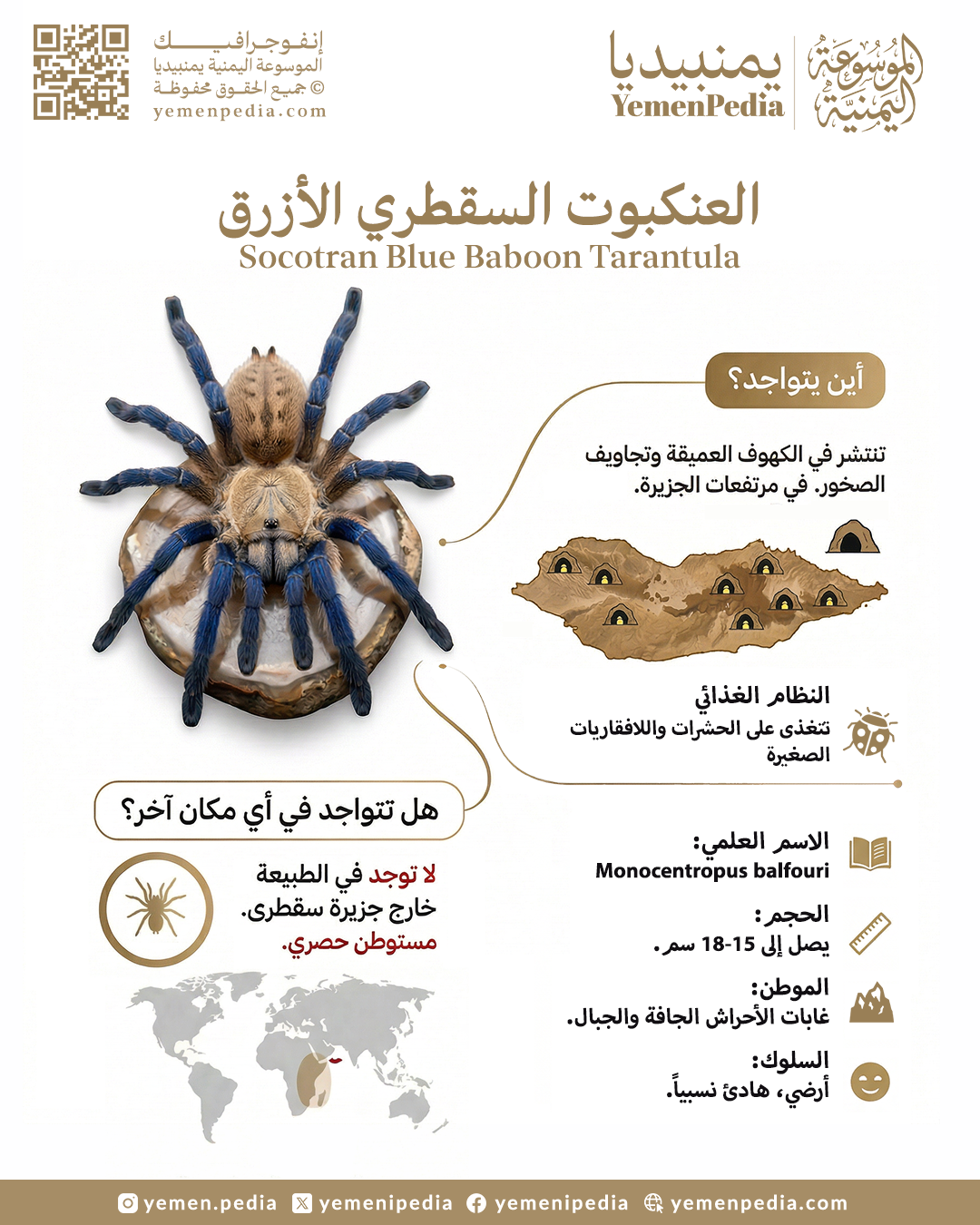 انفوجرافيك العنكبوت الأزرق