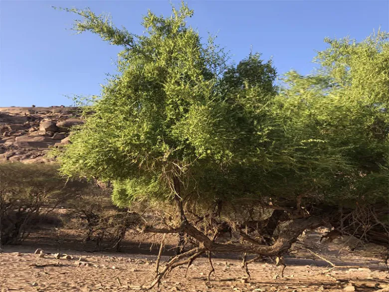 شجرة "العلب" (السدر): شجرة الحياة وبركة الأرض اليمانية